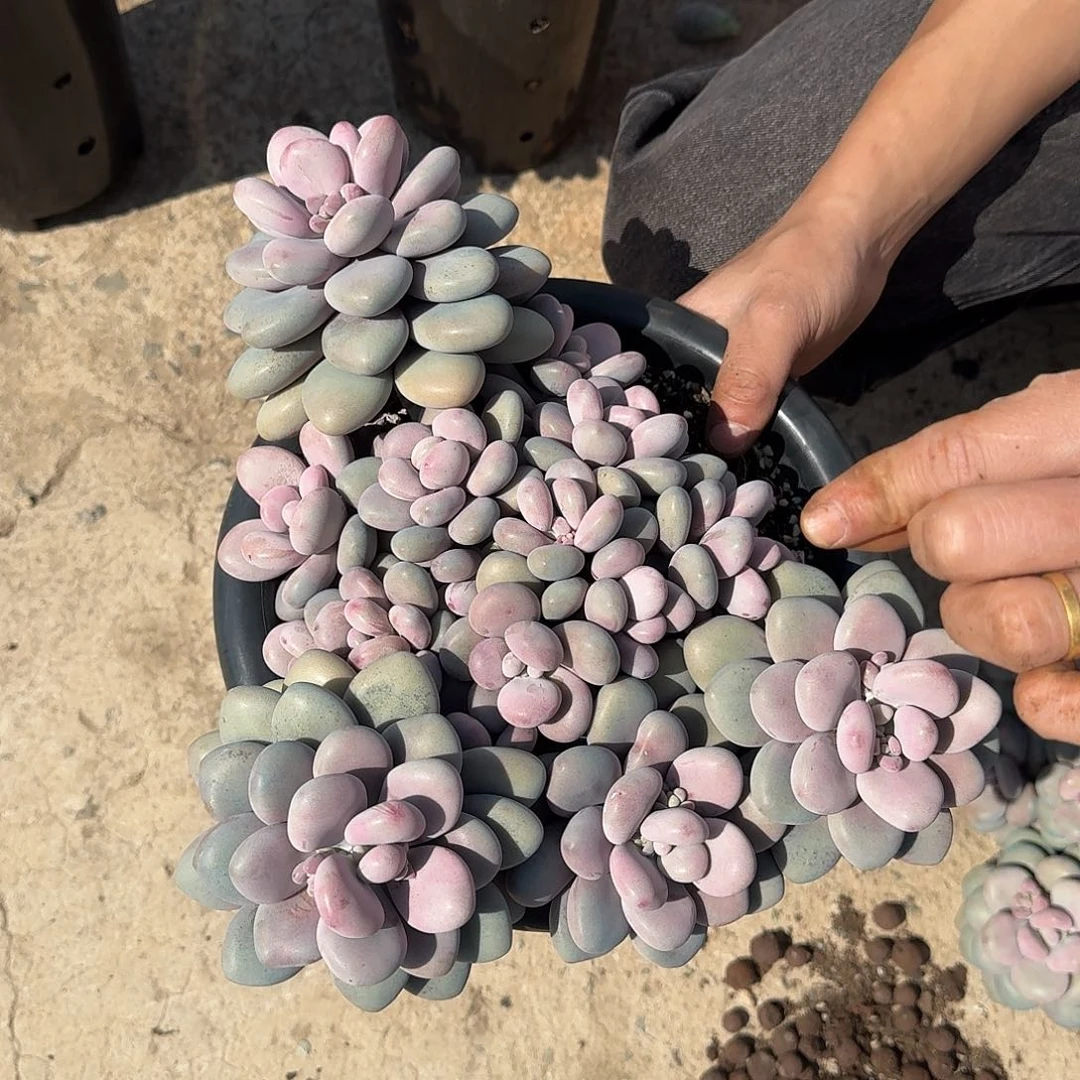 圆叶桃蛋0000000000