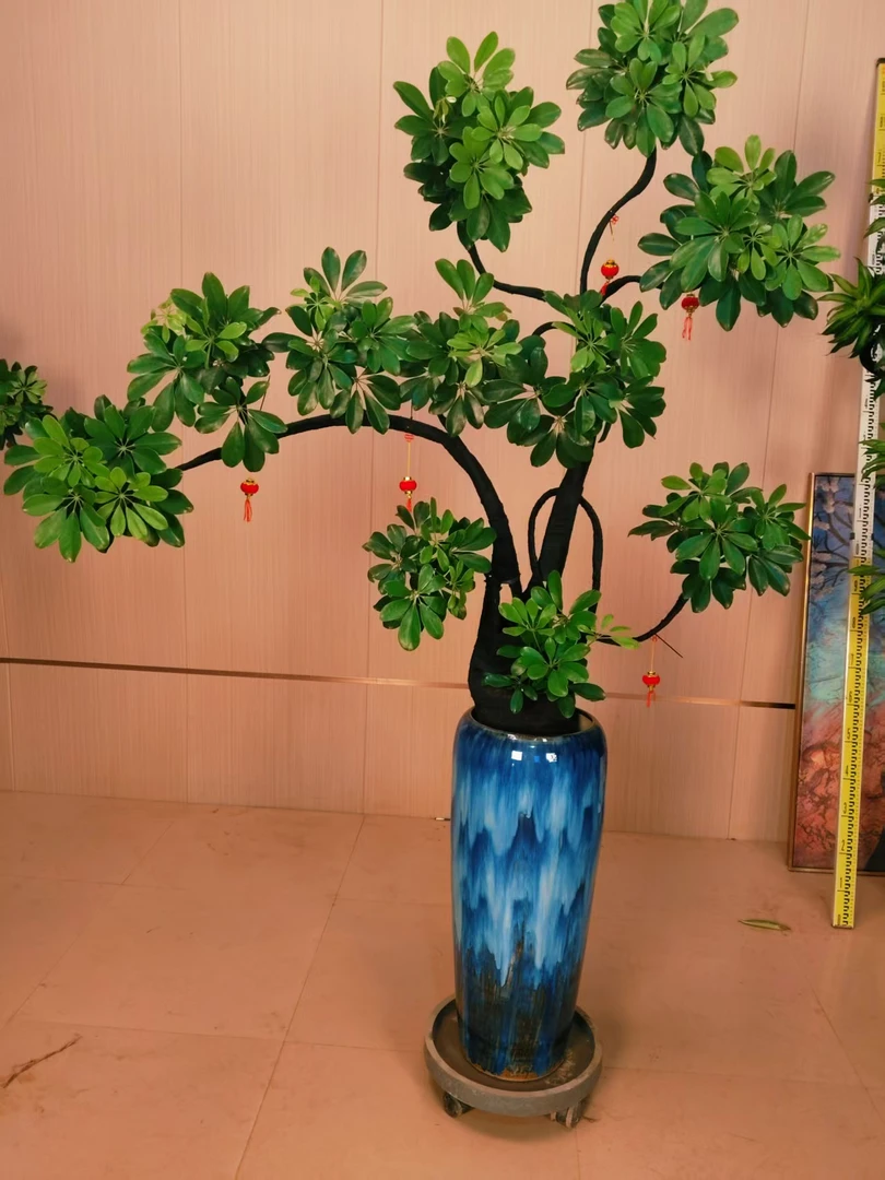 鸭脚木老桩大型室内绿植栽好种好