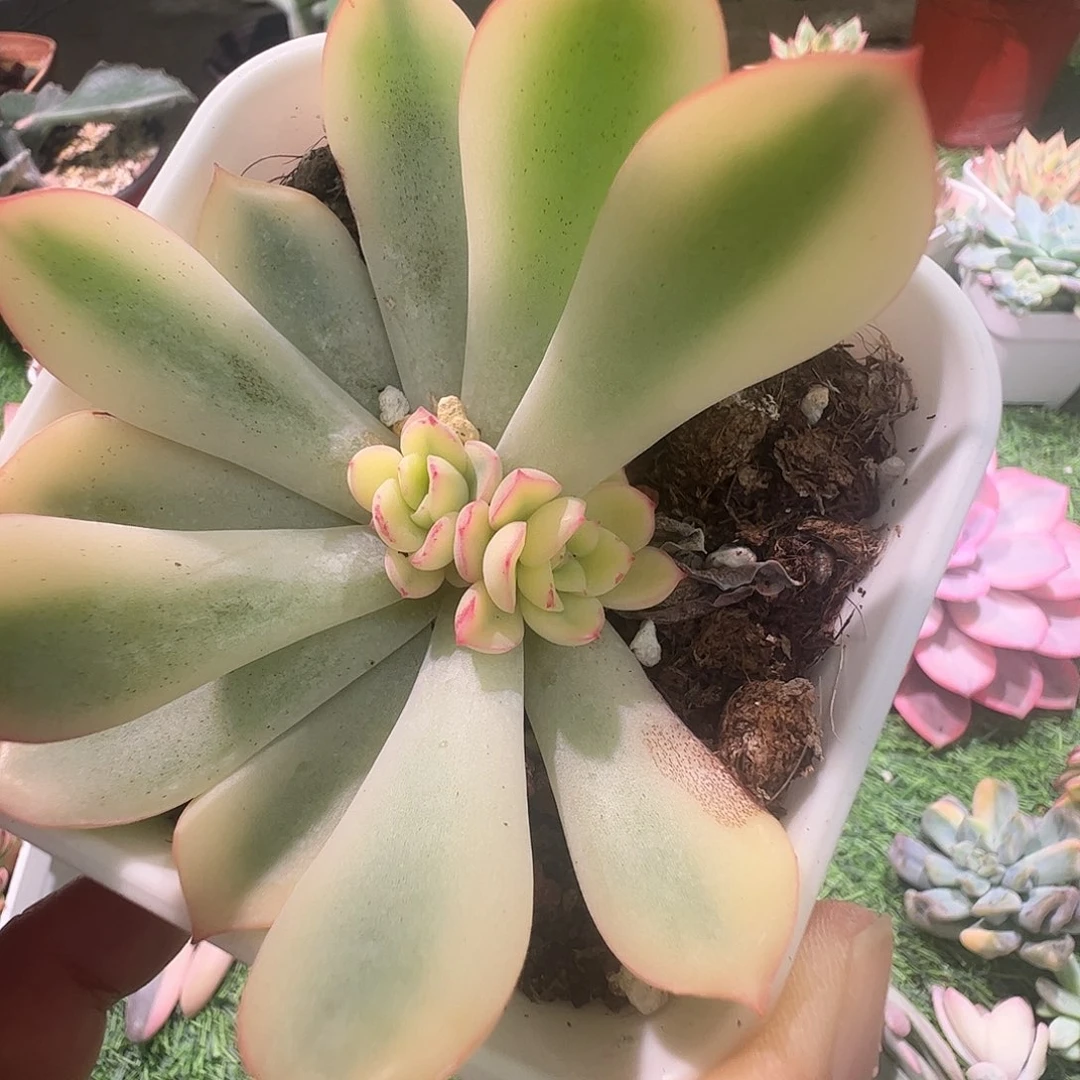 简***美多肉植物多肉植物