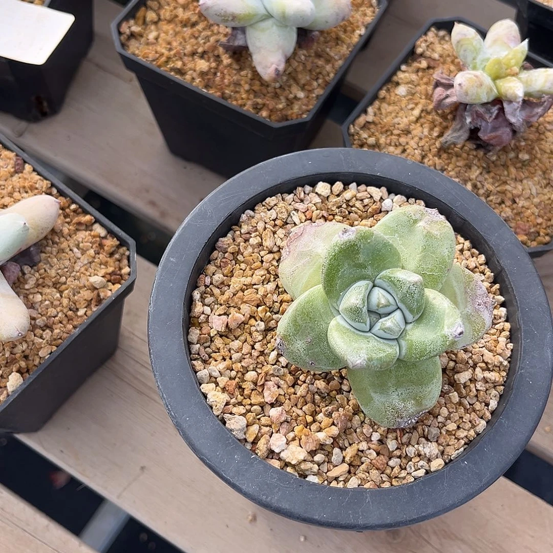 小鹿多肉一物一拍