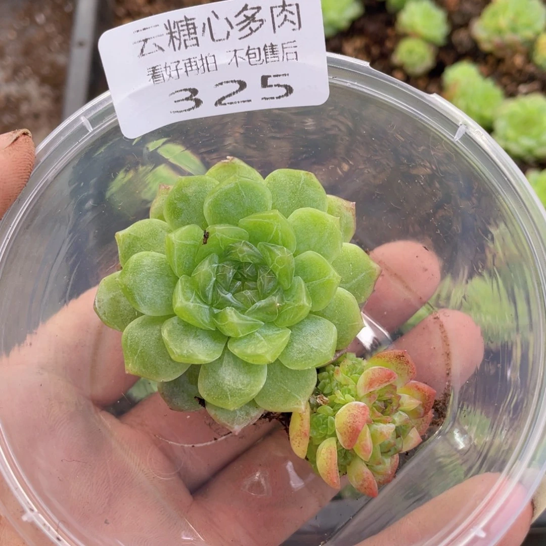 ?****?云糖心多肉植物325