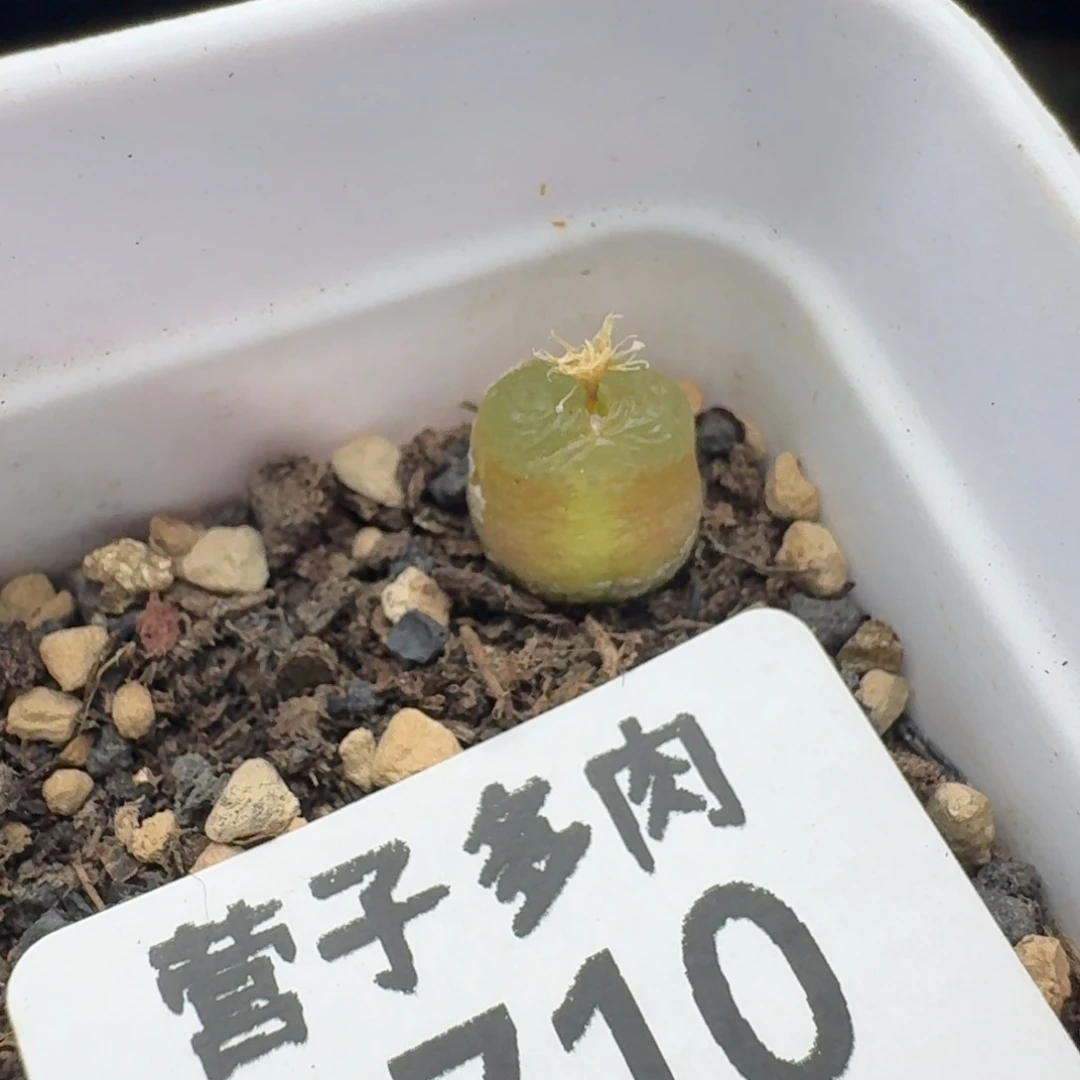 雪茄带盆土。