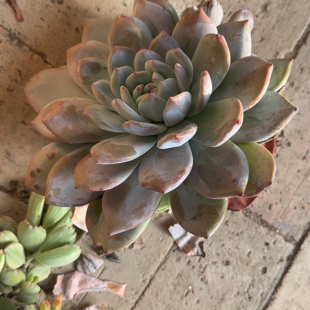 火***山无花朵嫦娥超大群