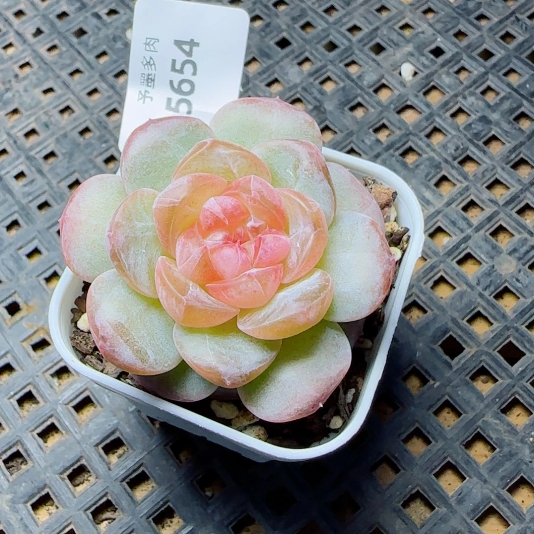 珍珠糖，5654多肉植物