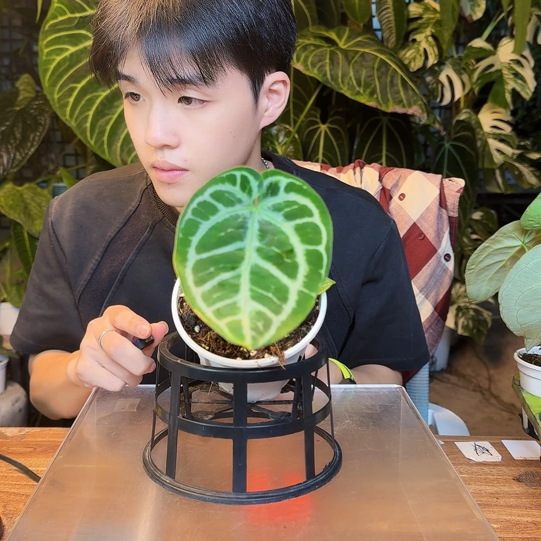完全开放Z14大风车撕裂纹杂skg小钻石