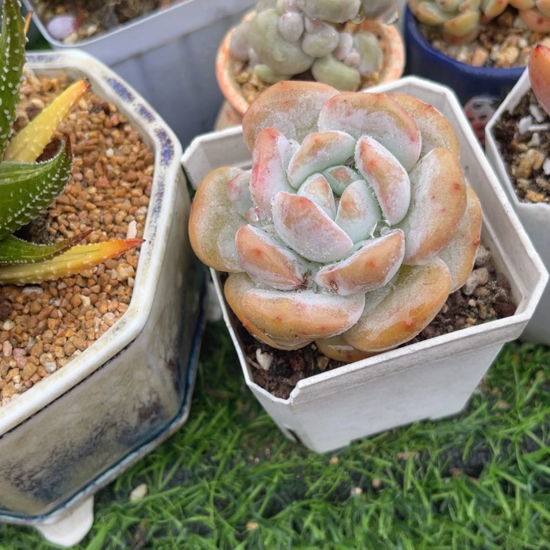 多肉植物一物一拍