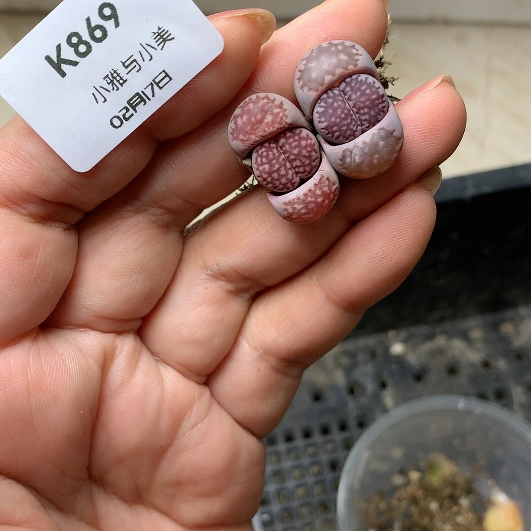 K869多肉植物保护研究所
