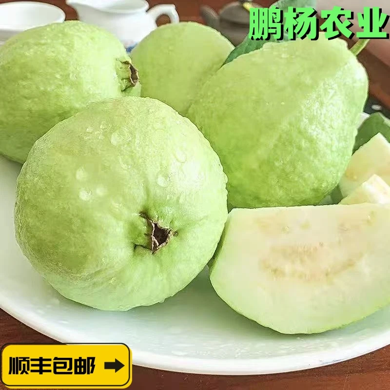 应季番石榴软糯冰淇淋黄金白心奶油芭乐清凉绿色原产新鲜现摘