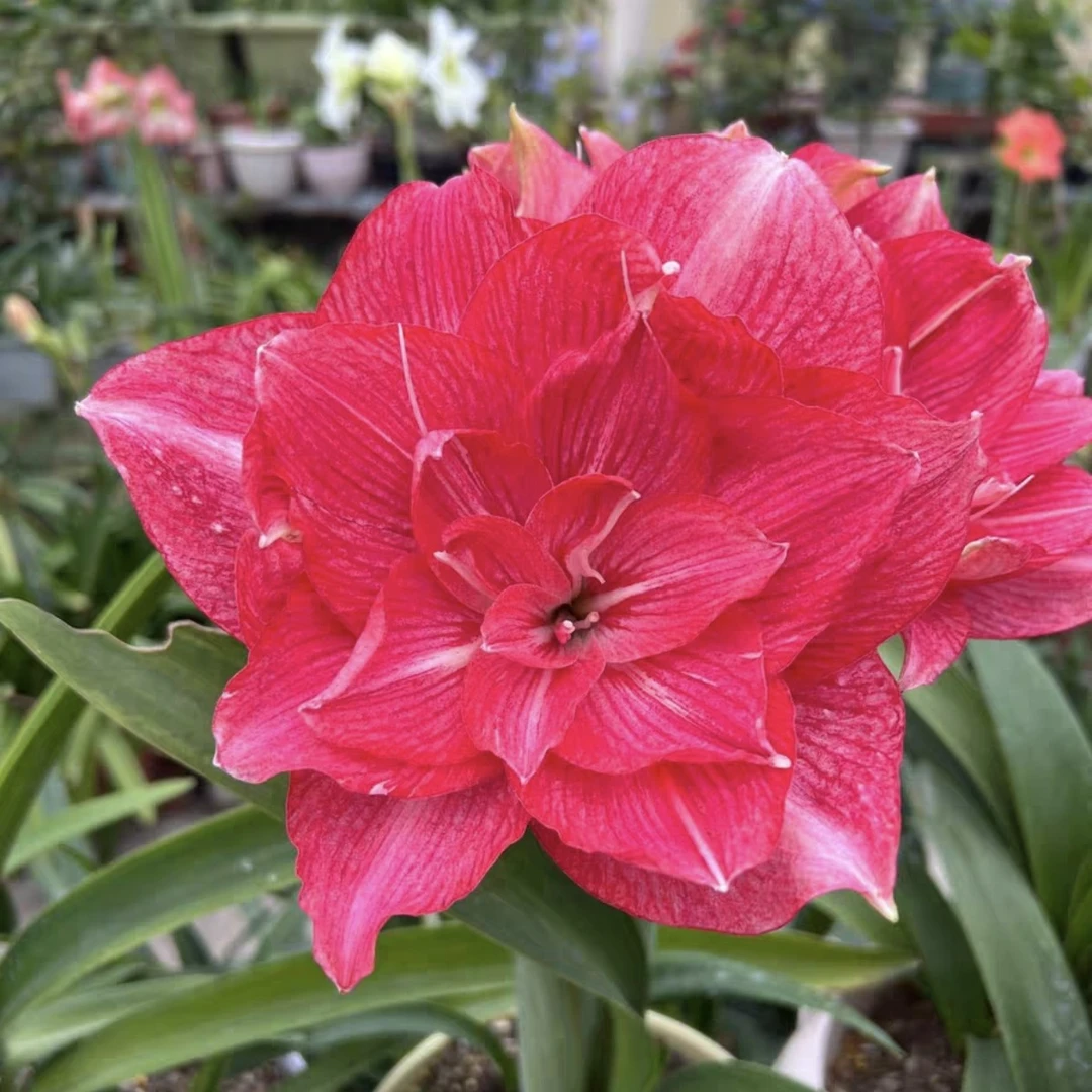 朱顶红-澳朱艾尔基8.9cm，只包对版，不包后期养护