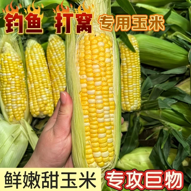 【打窝钓鱼玉米】云南金银双色水果玉米新鲜发货批发价