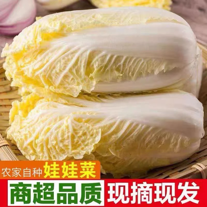天津本地自己种植大娃娃菜，甜口，京东快递送货上门