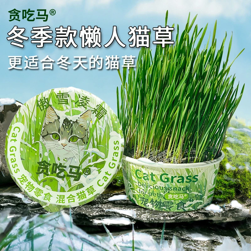冬季猫草贪吃马猫草罐头适合冬天冬季生产无土猫草水培