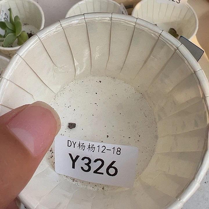 ****来杨326 不知名侧芽