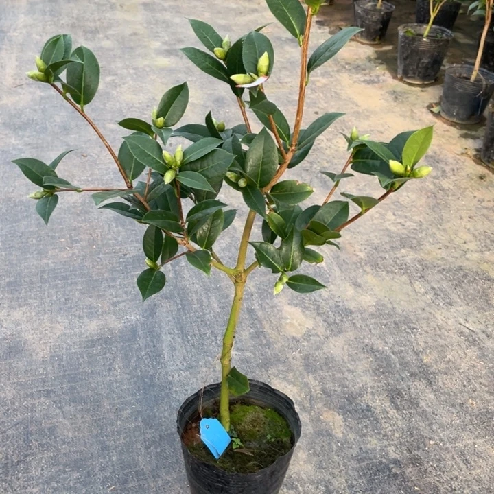 全部花苞桃花公主125386955