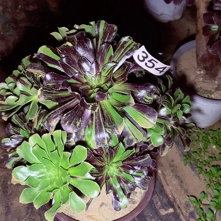 水墨丹青多肉354多肉不包断