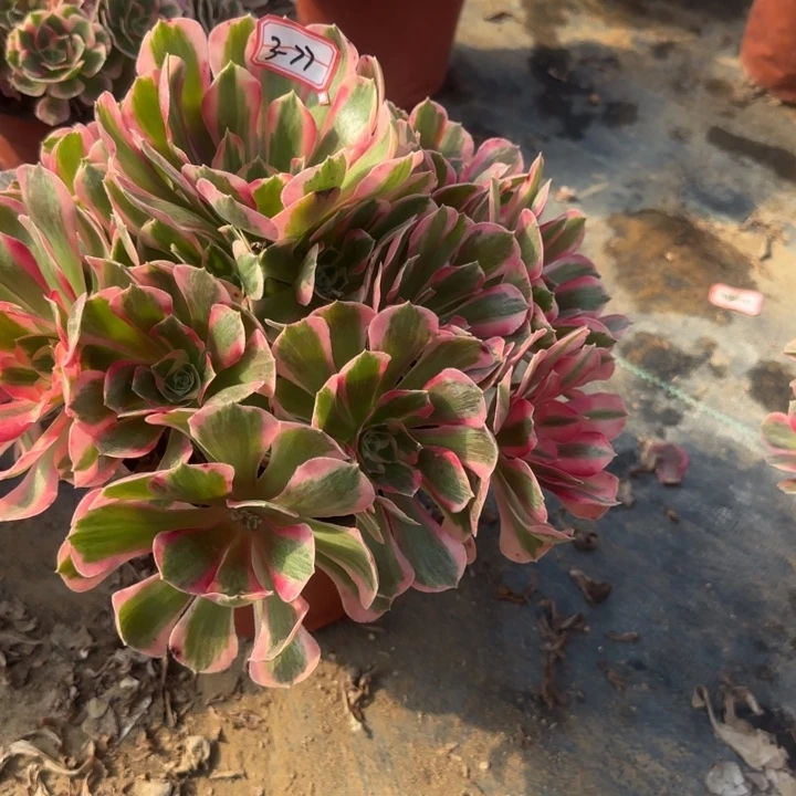 3-77女郎多肉不包售后