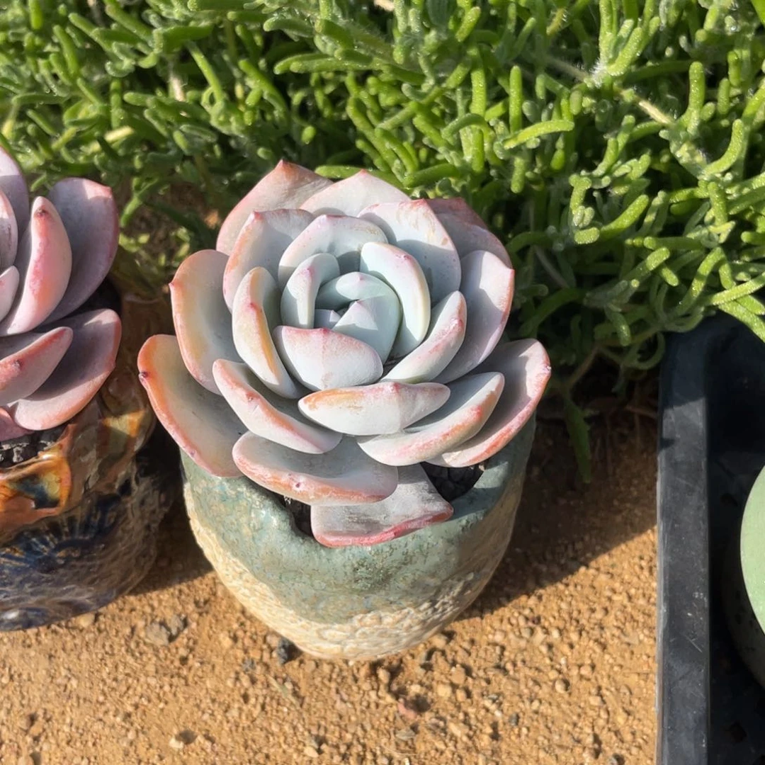 多肉植物多肉植物