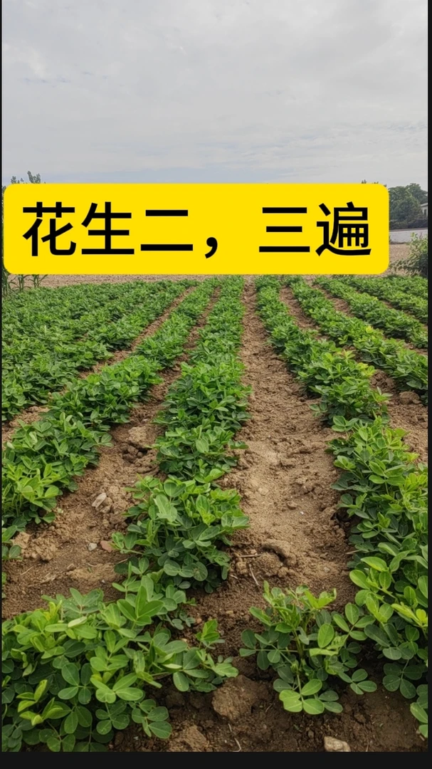 花生二 ，三遍组合套餐叶面肥组合
