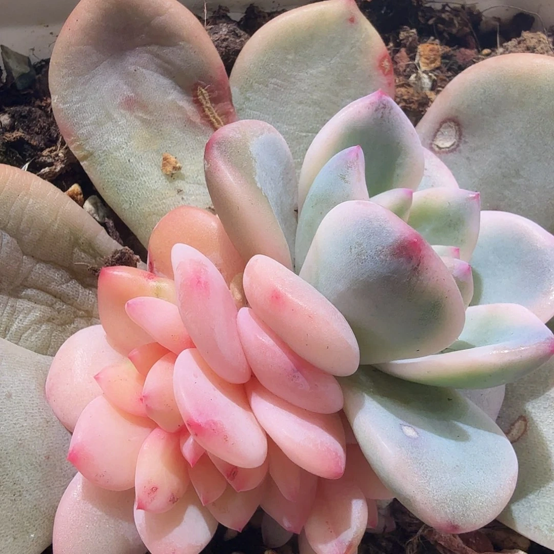 橙梦露锦，多肉植物