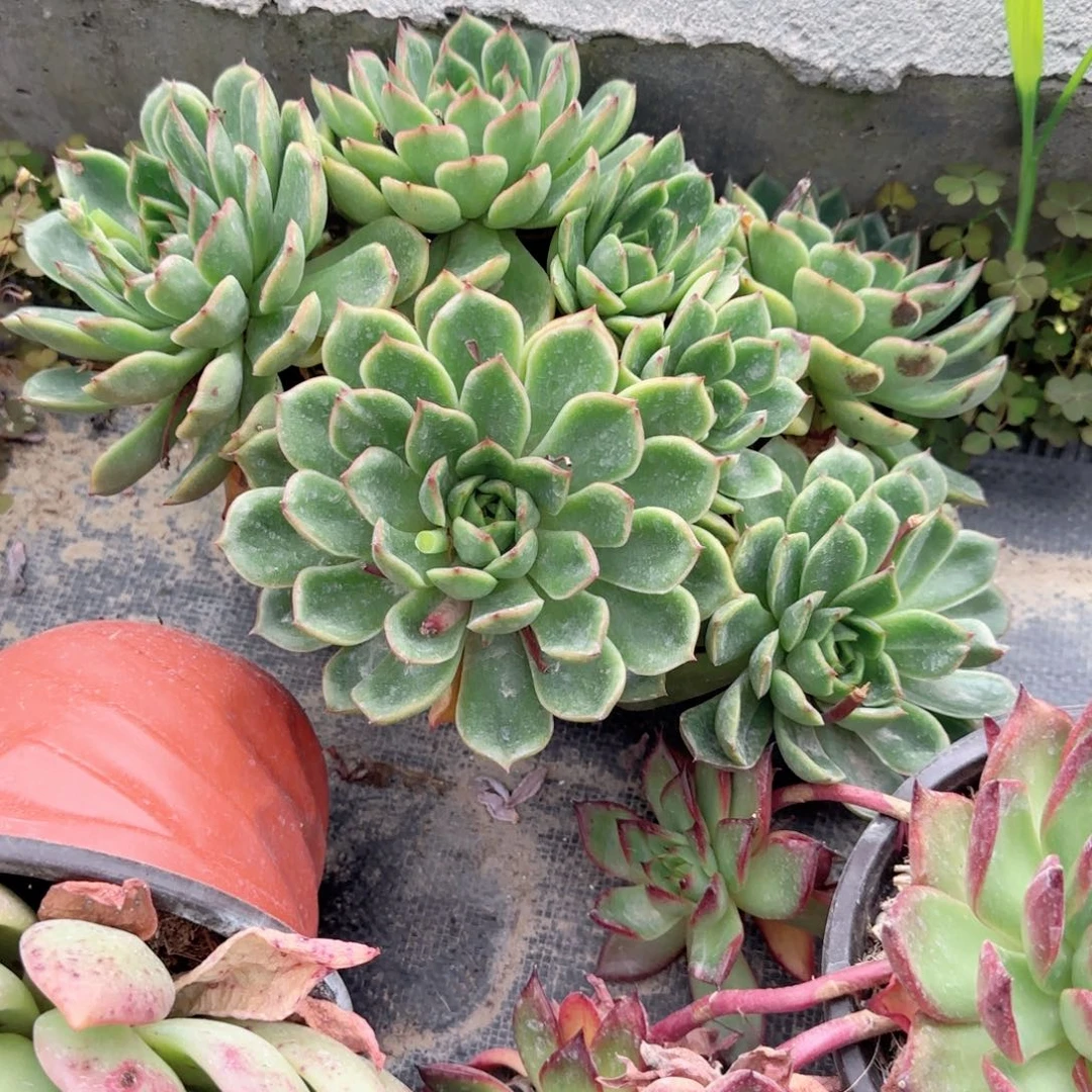 指****光指尖阳光，大群生敦多头多肉绿色