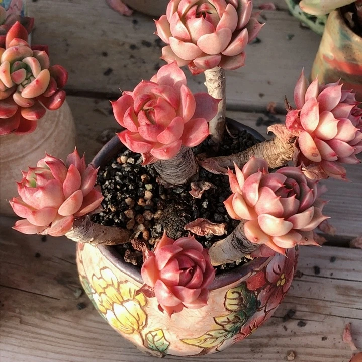 【闪购商品】S苯芭