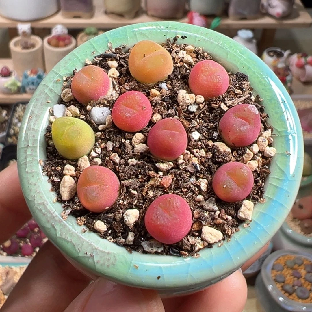 多肉植物135号吕氏