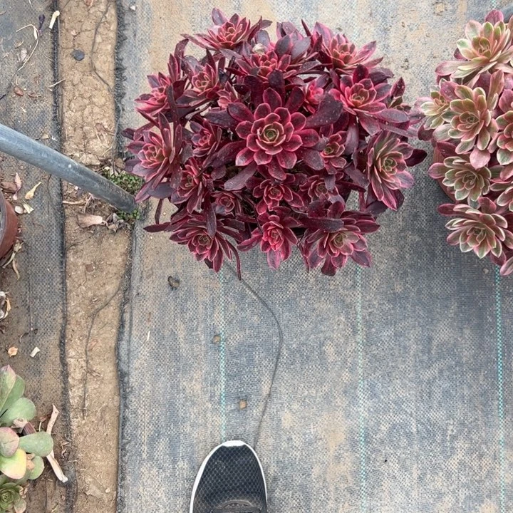 71白婚纱多肉多肉