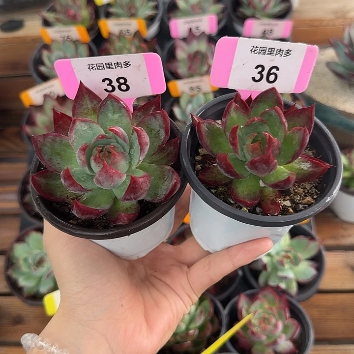 38、36 惊鸿仙子多肉植物