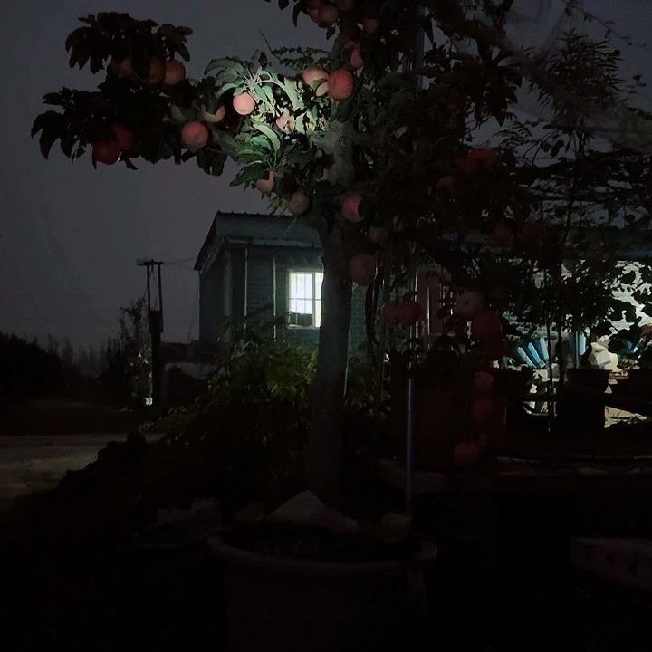 当前无花栽培后可以开花