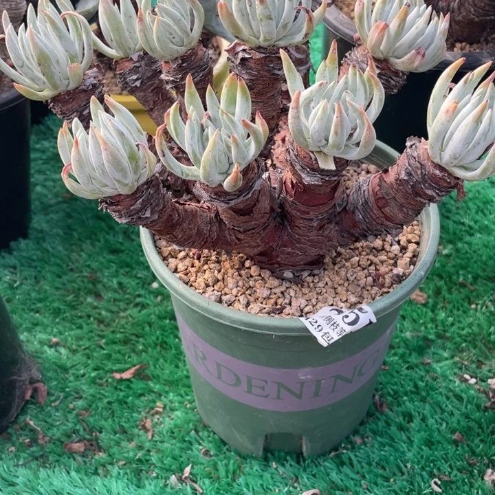 851号雪花多肉植物