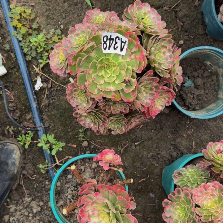霁月花25-46包邮花花
