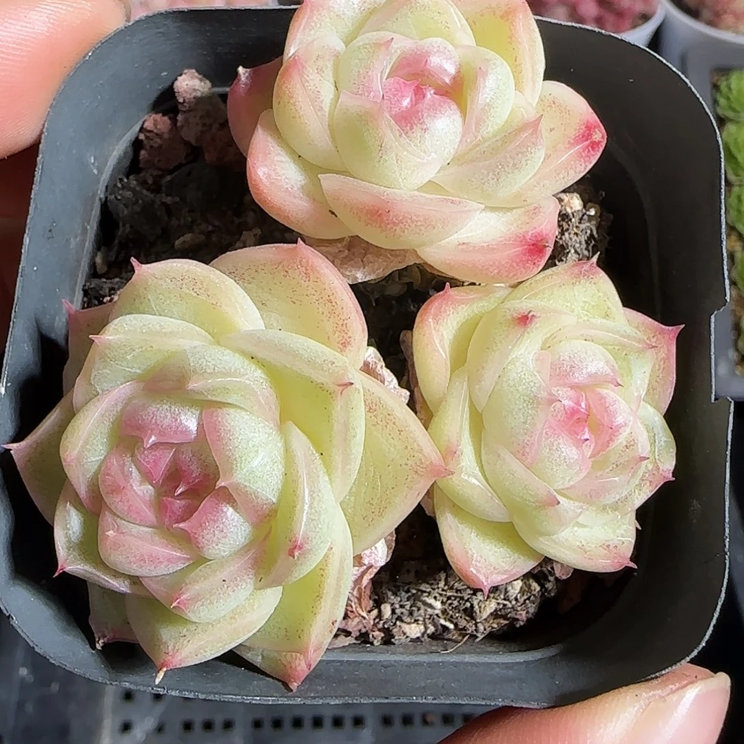 多肉1221-203麦秆