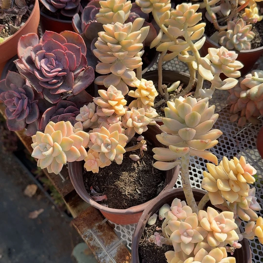 美杏锦特价多肉植物