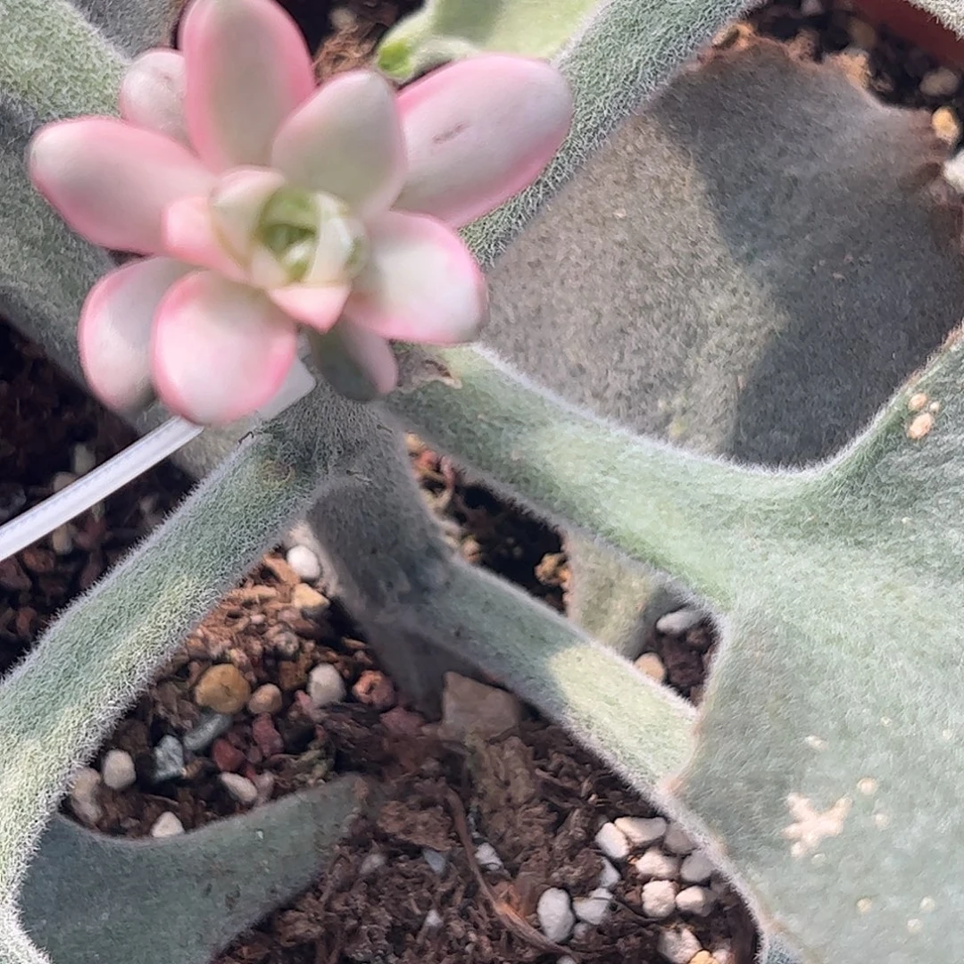 贝***1多肉植物多肉植物