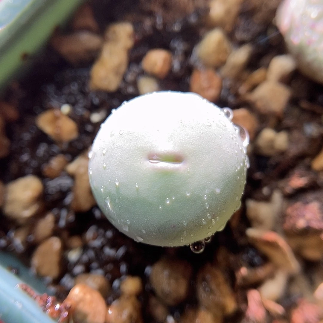 1102v嘴一颗三年尺寸1.2➕包邮