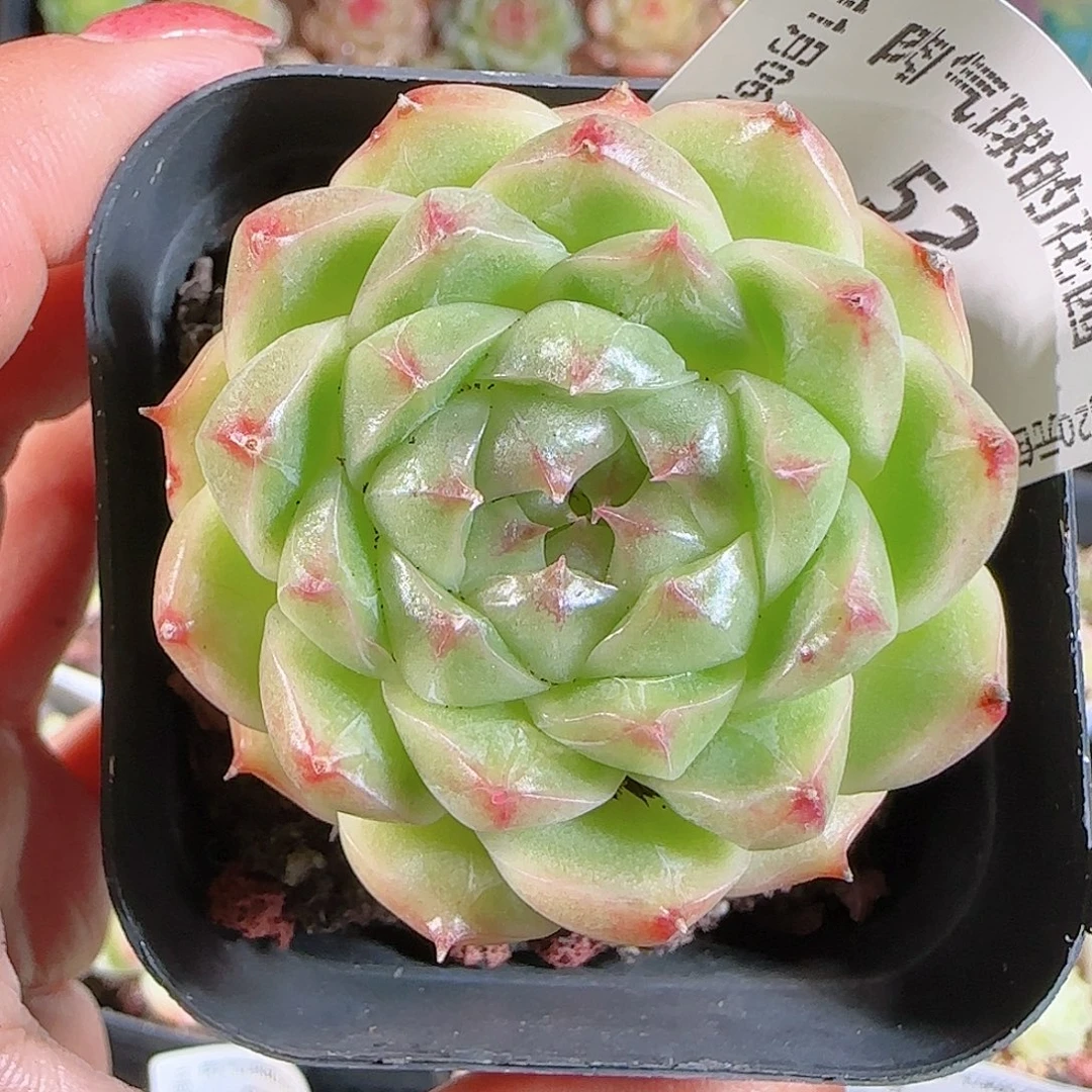 1106-52麦秆不包整