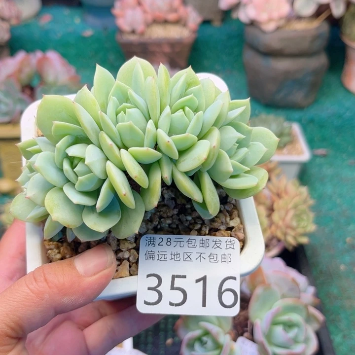 大3516:（dgdgfgggg