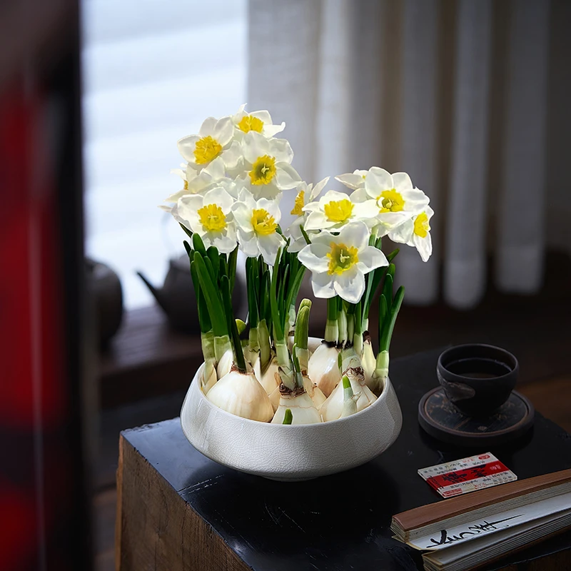 漳州水仙花盆栽水养四季开花卉植物室内花绿植水培好养