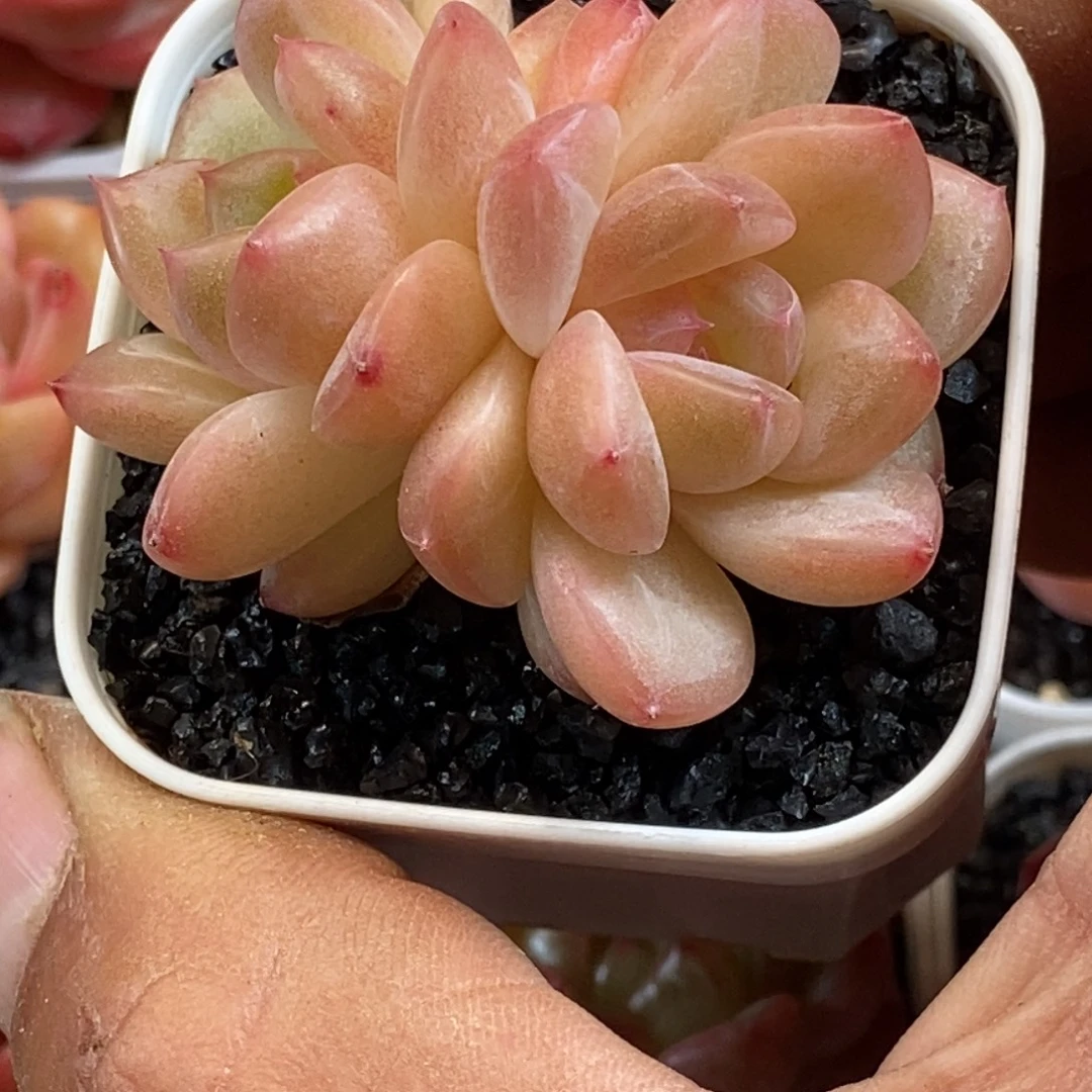 天官赐福百无禁忌