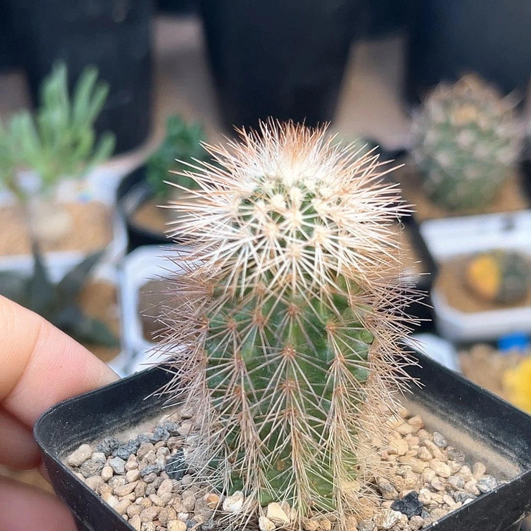 无名虾实生球一颗
