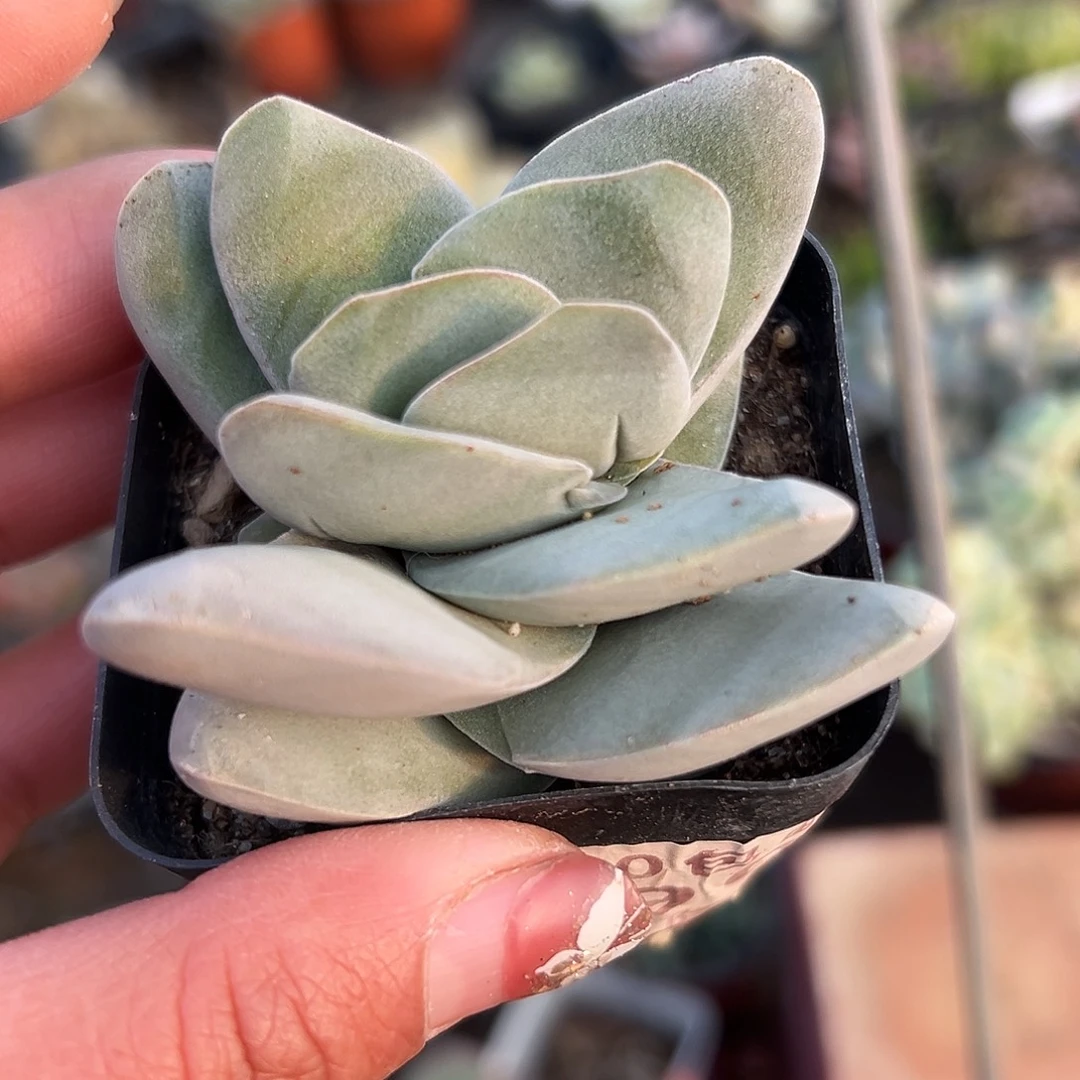 多肉植物迷你神刀