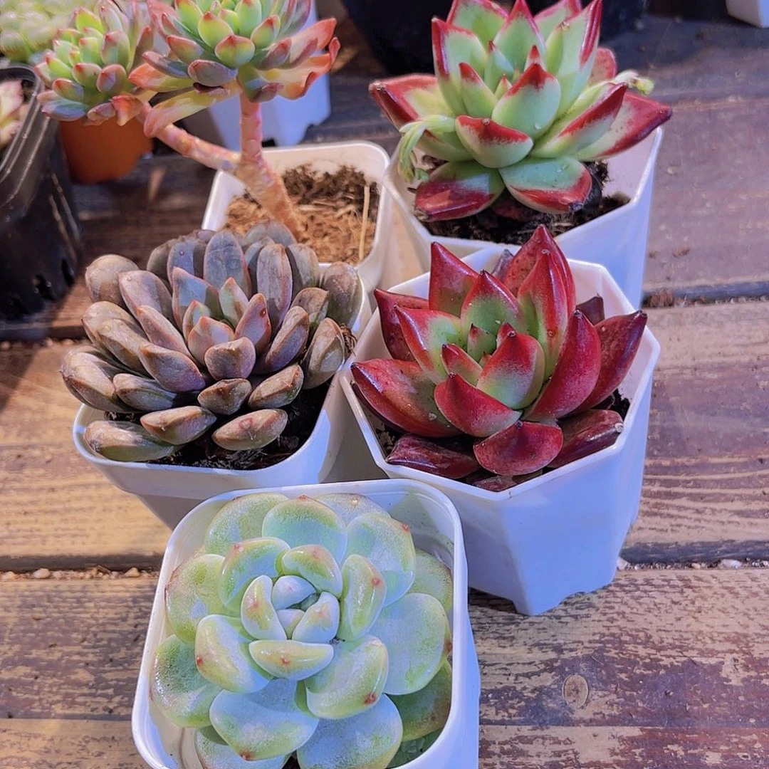 蓝苹果老庄多头 乌木 罗卡。葡萄。冰玉