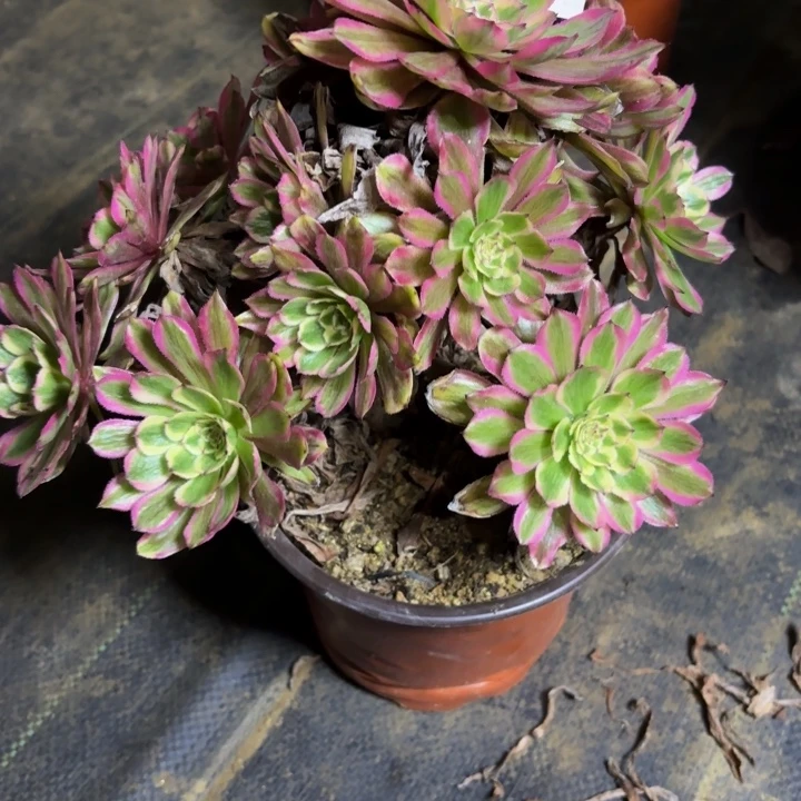 瑞妈，，，。。。565黄花梨，