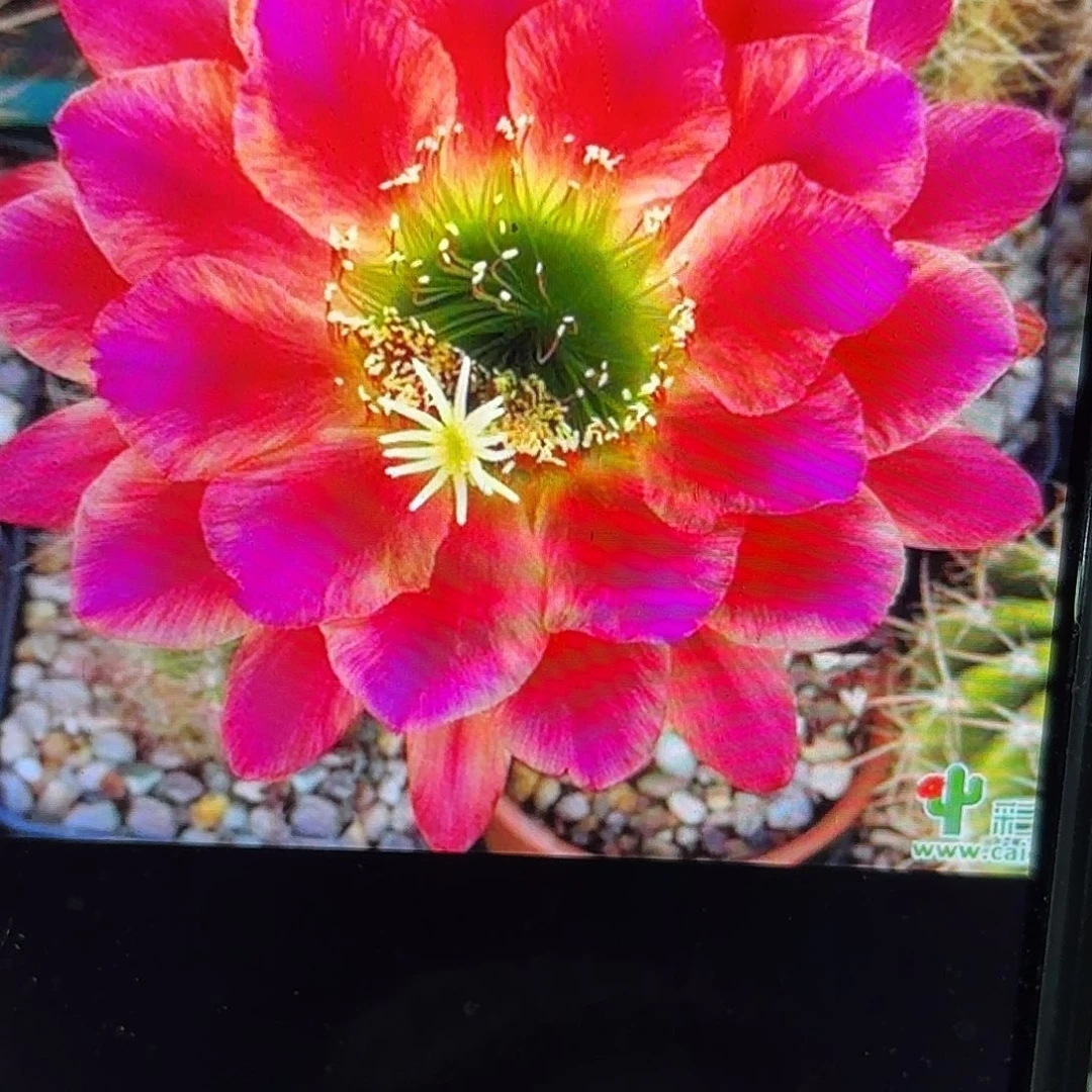 安妮特毛侧牙20包邮仙人球5