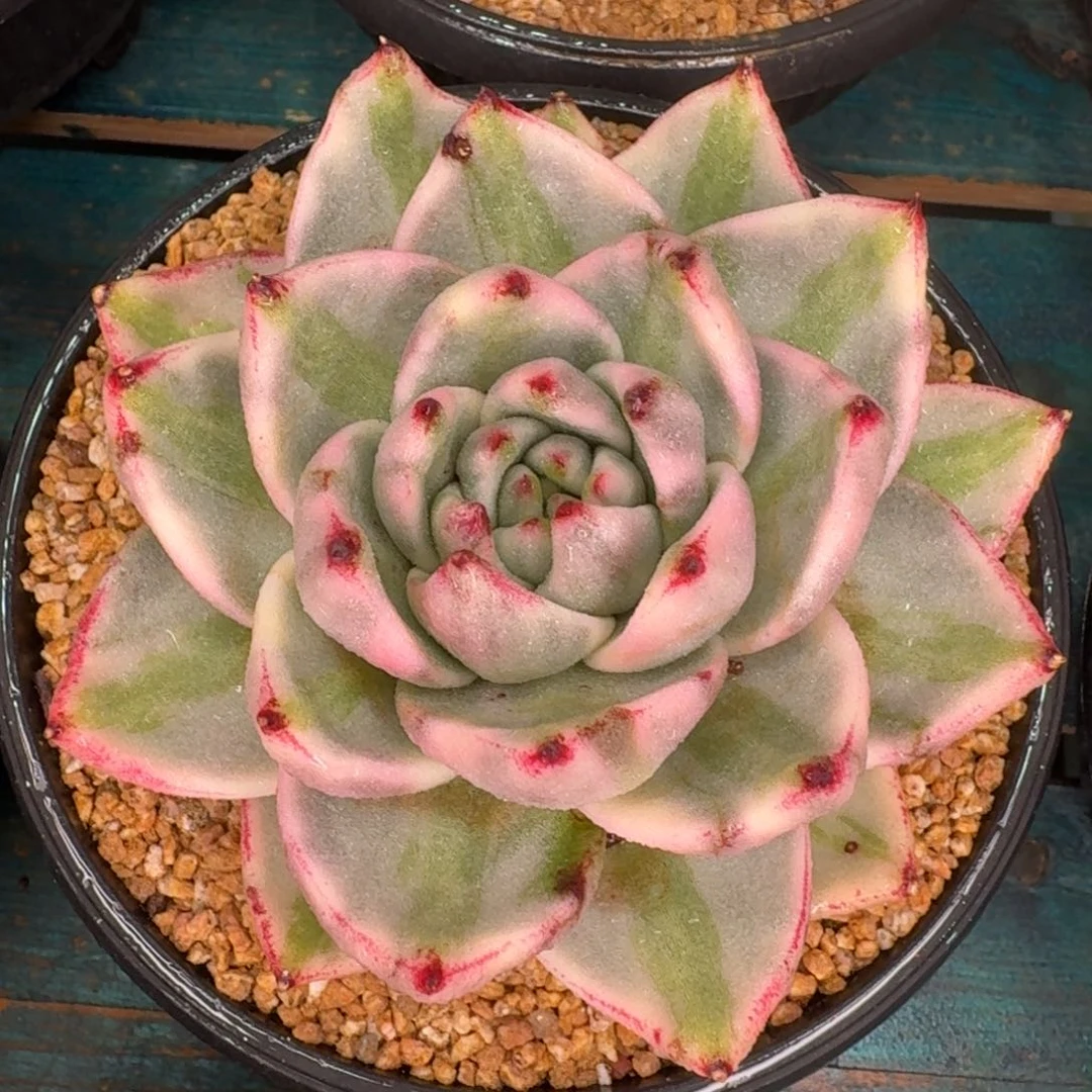 从前慢花园多肉编号笑版玛丽亚锦