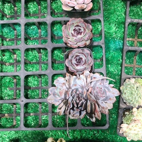 ʚ****精品品牌活动即将上线