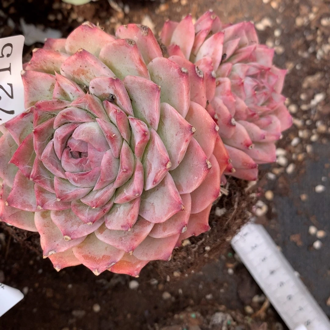 7215杂交多头老桩