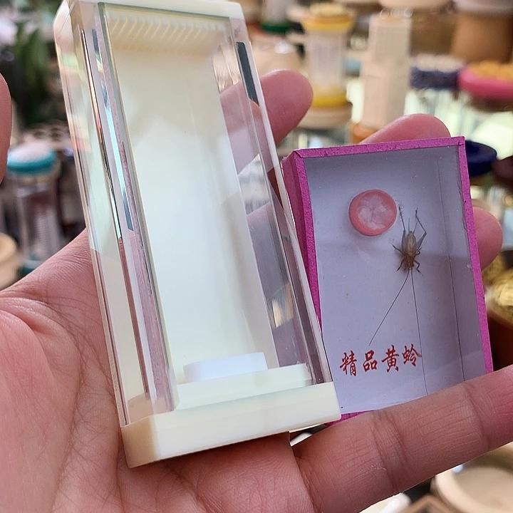 带大黄啊啊啊啊啊啊啊