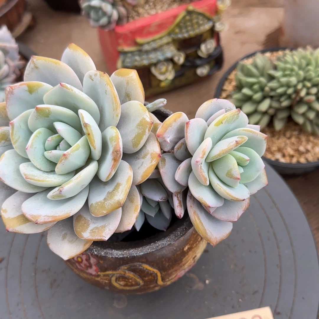 5223。    奶茶瑕多肉福利