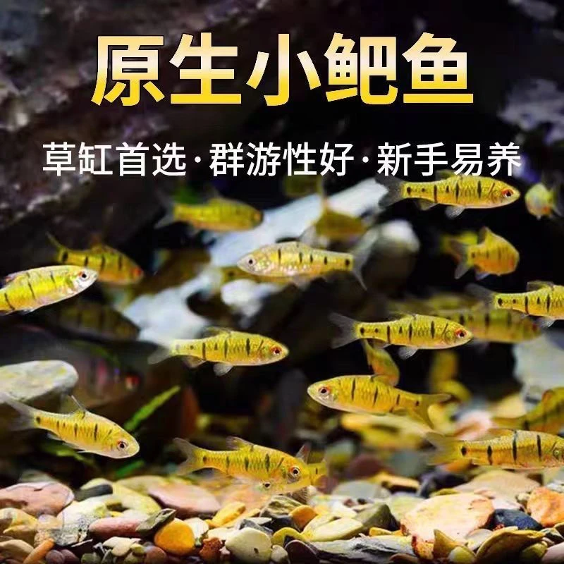 新店开业条纹小䰾买多少送多少群游观赏鱼净化鱼缸好观赏鱼冷水鱼